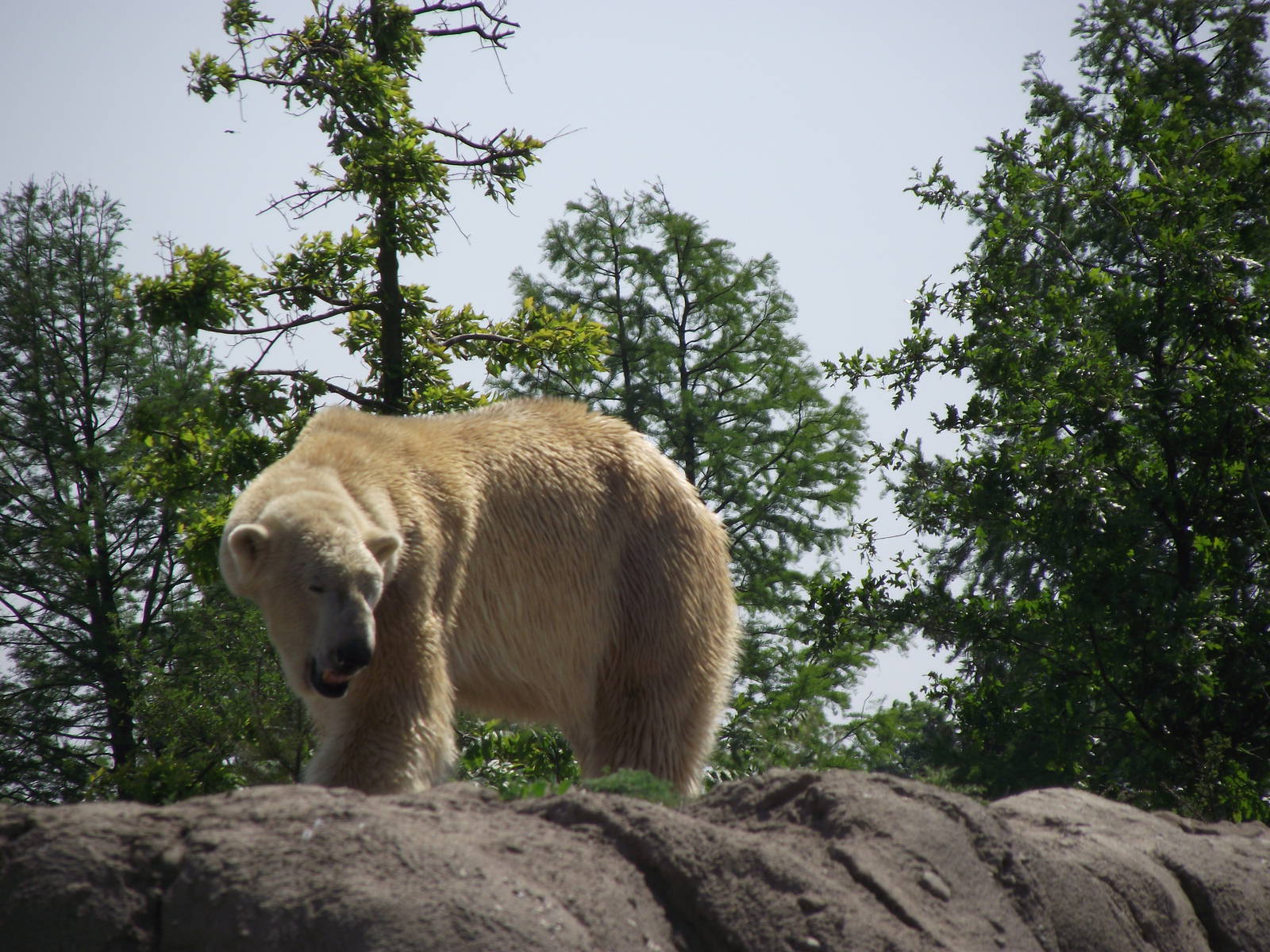 polar bear 070511
