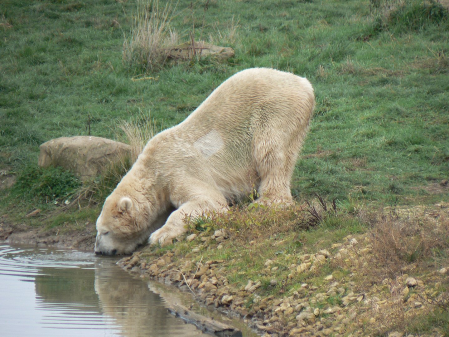 Polar Bear - 1 November 2018