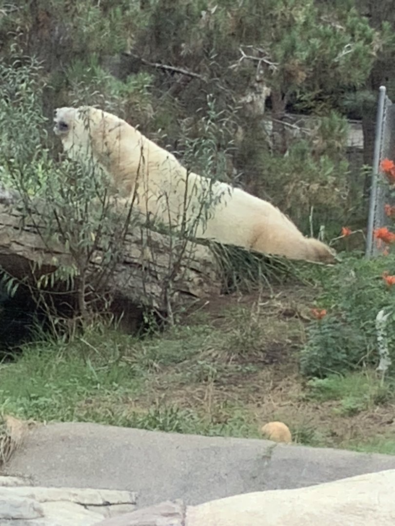 Polar Bear 10/7/21