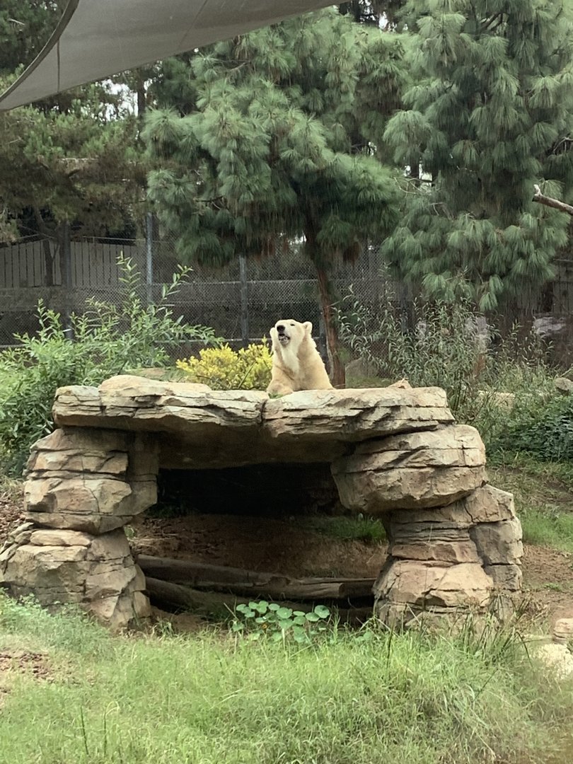 Polar Bear 10/7/21