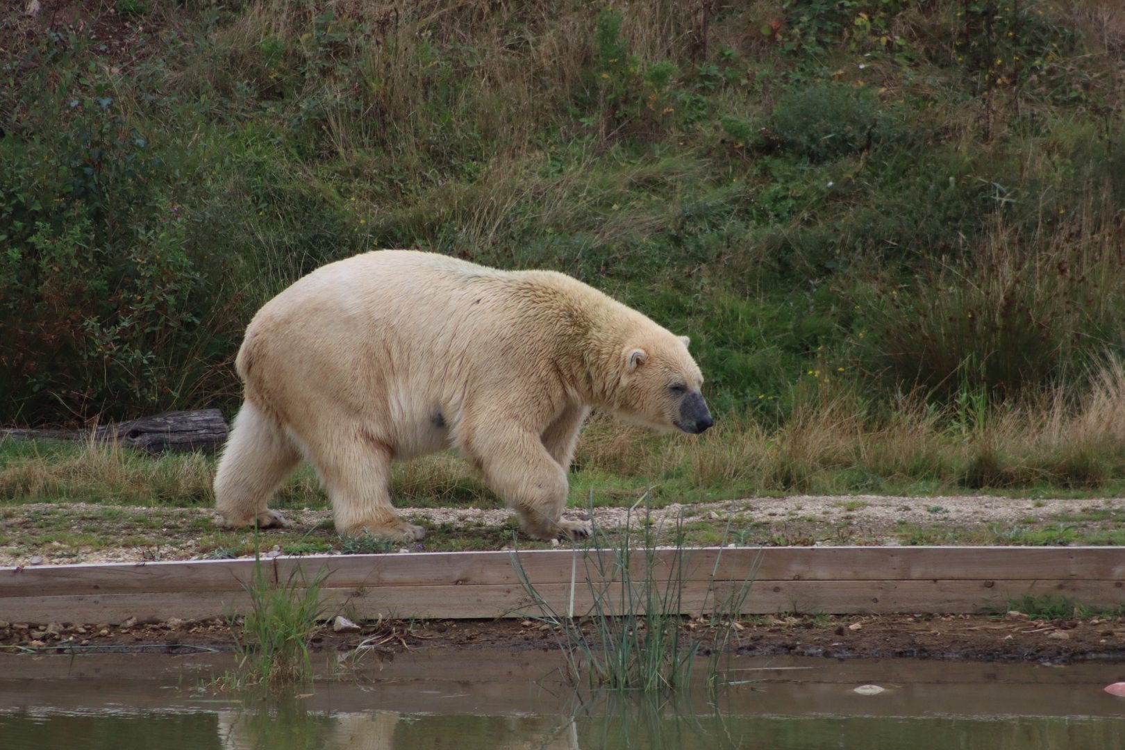 Polar bear - 10 September 2021