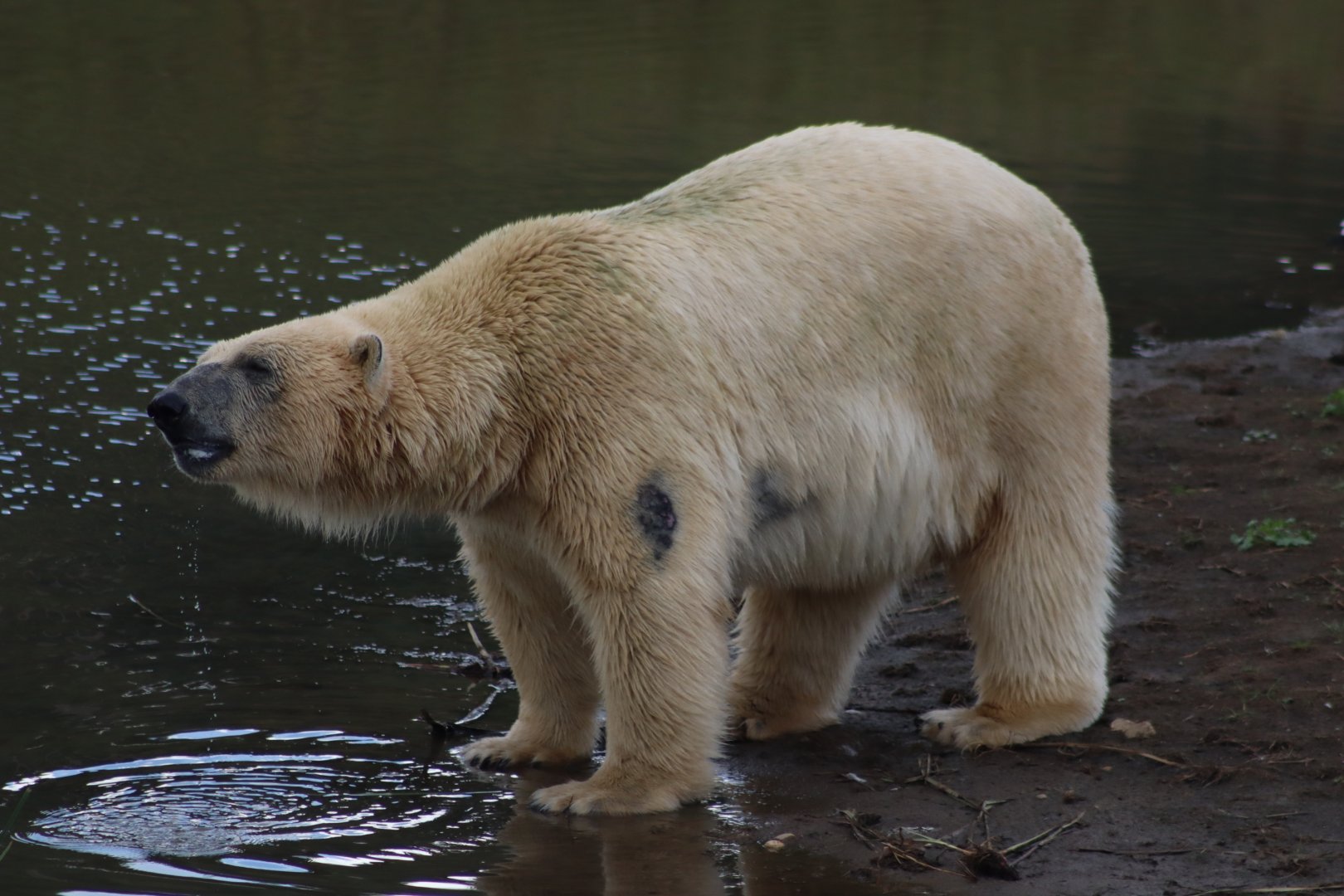 Polar bear - 10 September 2021