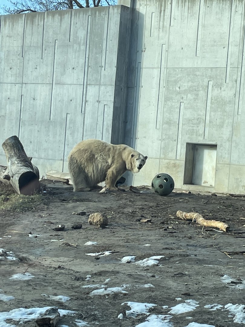 Polar Bear (12/30/23)