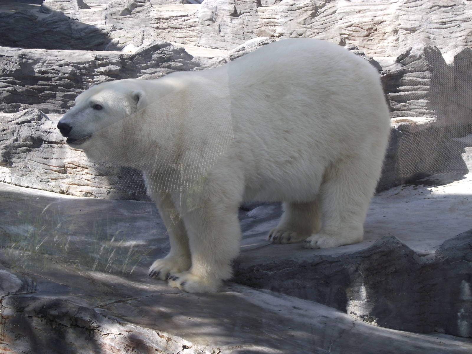 polar bear 140911