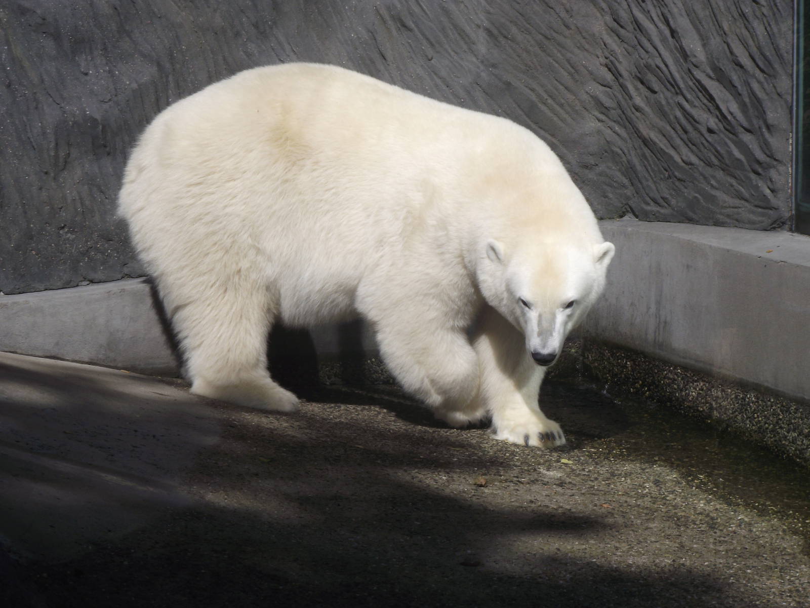polar bear 140911