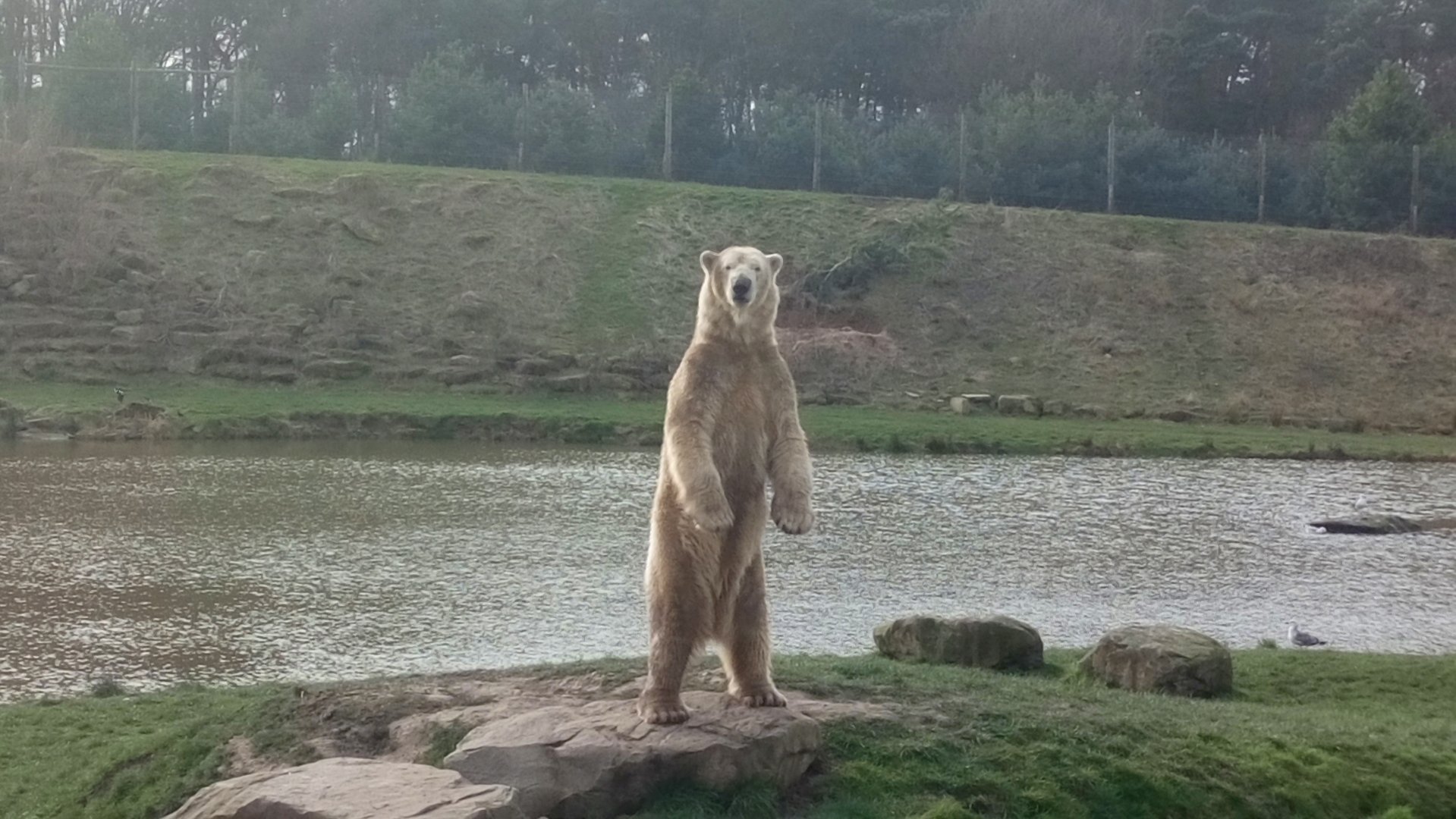 Polar Bear 15/3/22