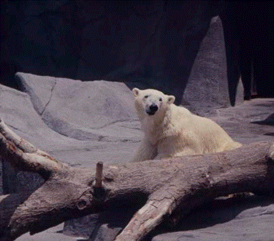 Polar Bear 1976