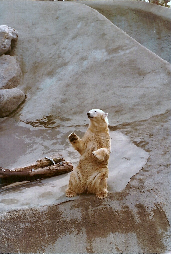 Polar Bear - 1982