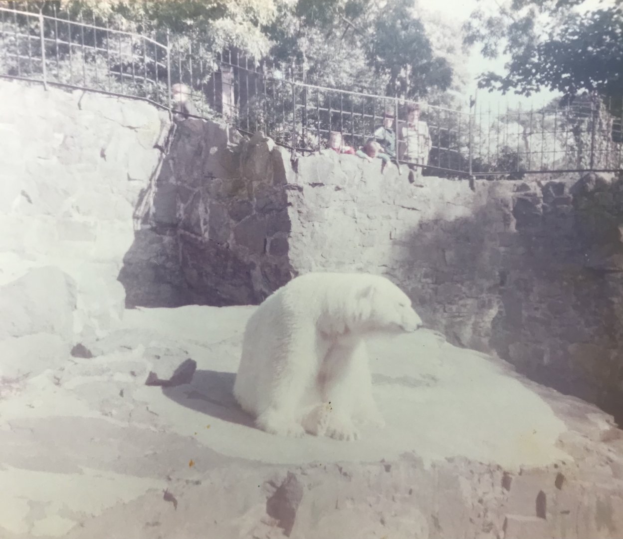 Polar bear 1983