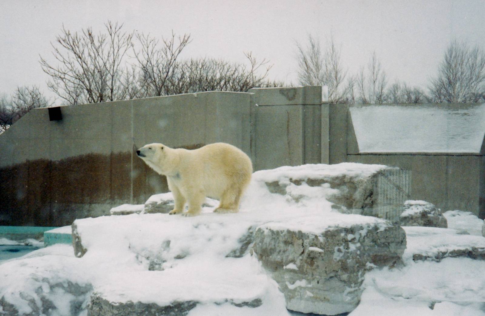 Polar Bear 1990's