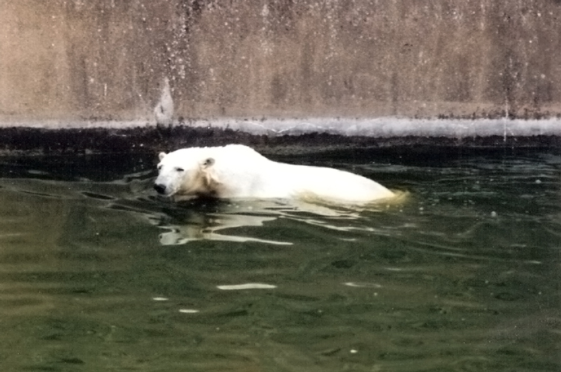 Polar Bear 1990's