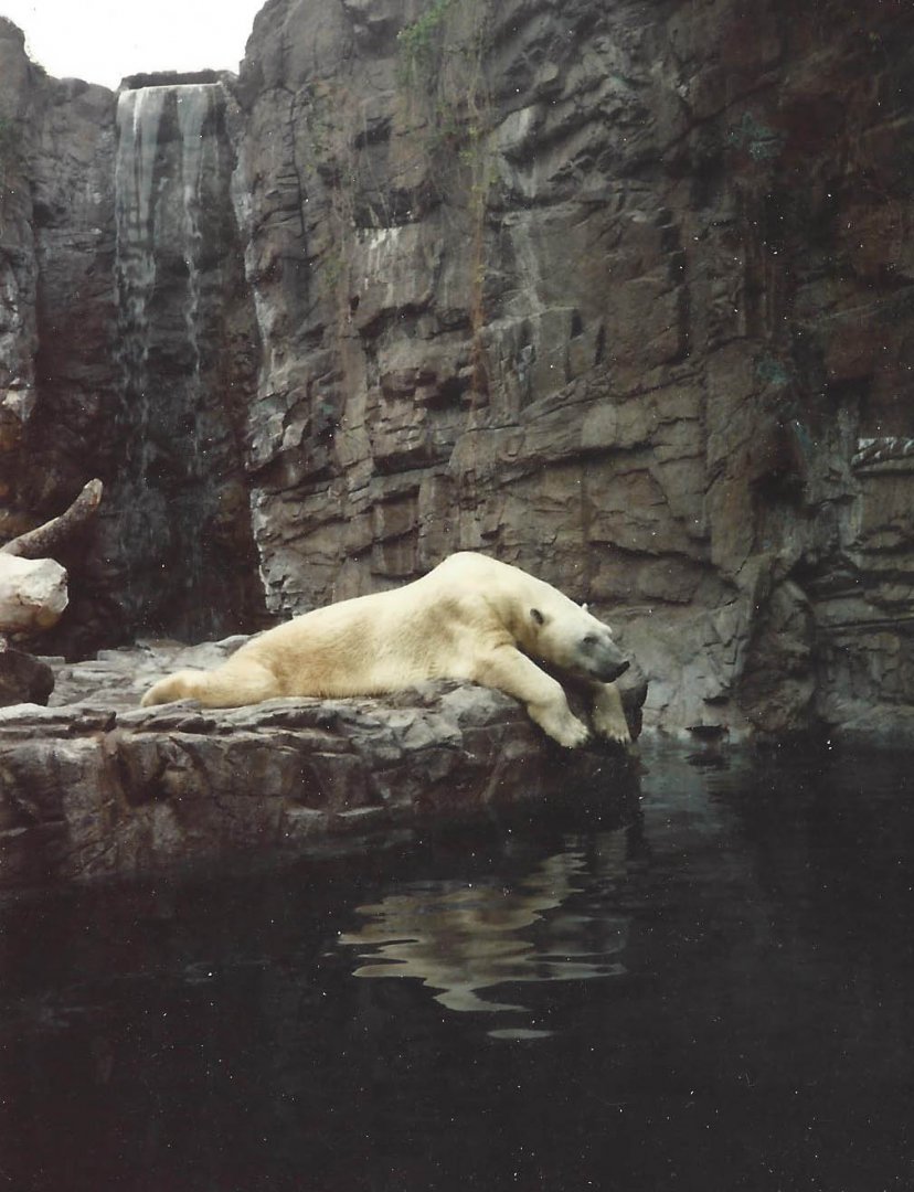 Polar Bear 1990s