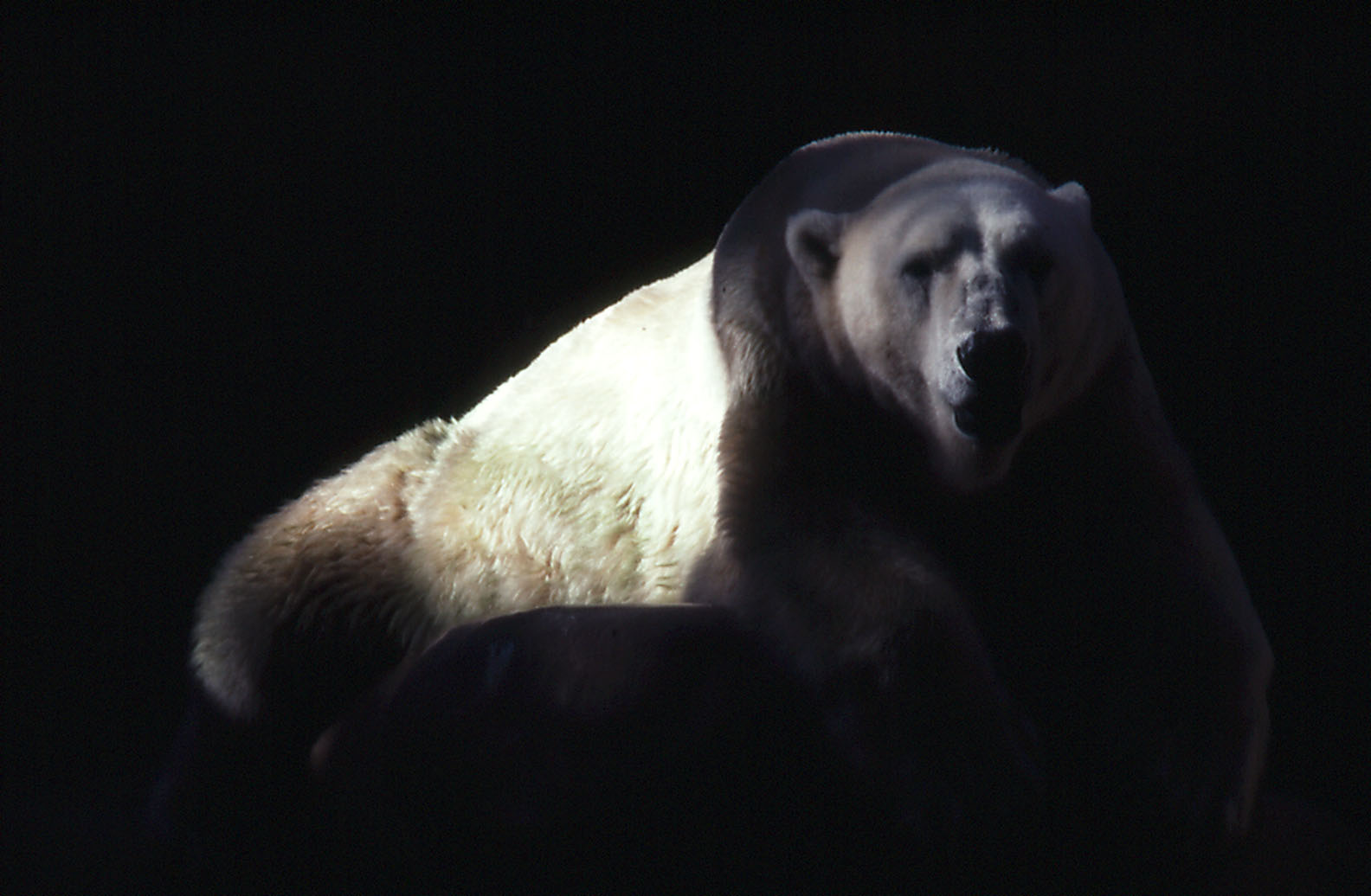Polar Bear - 1992