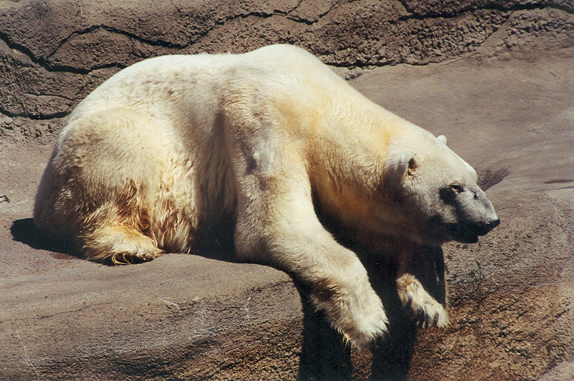 Polar Bear - 1999