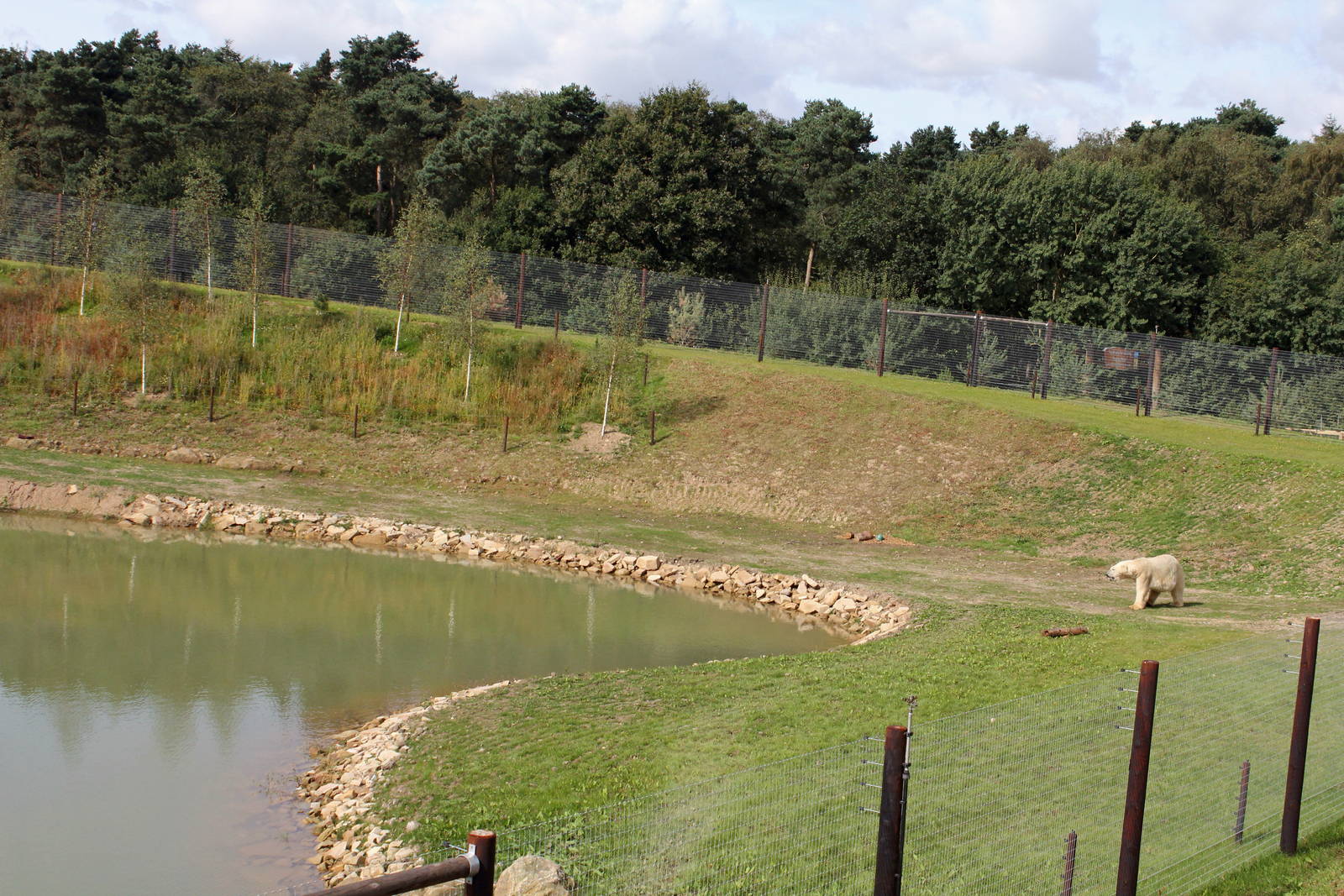 Polar bear 1st enclosure 24-8-14