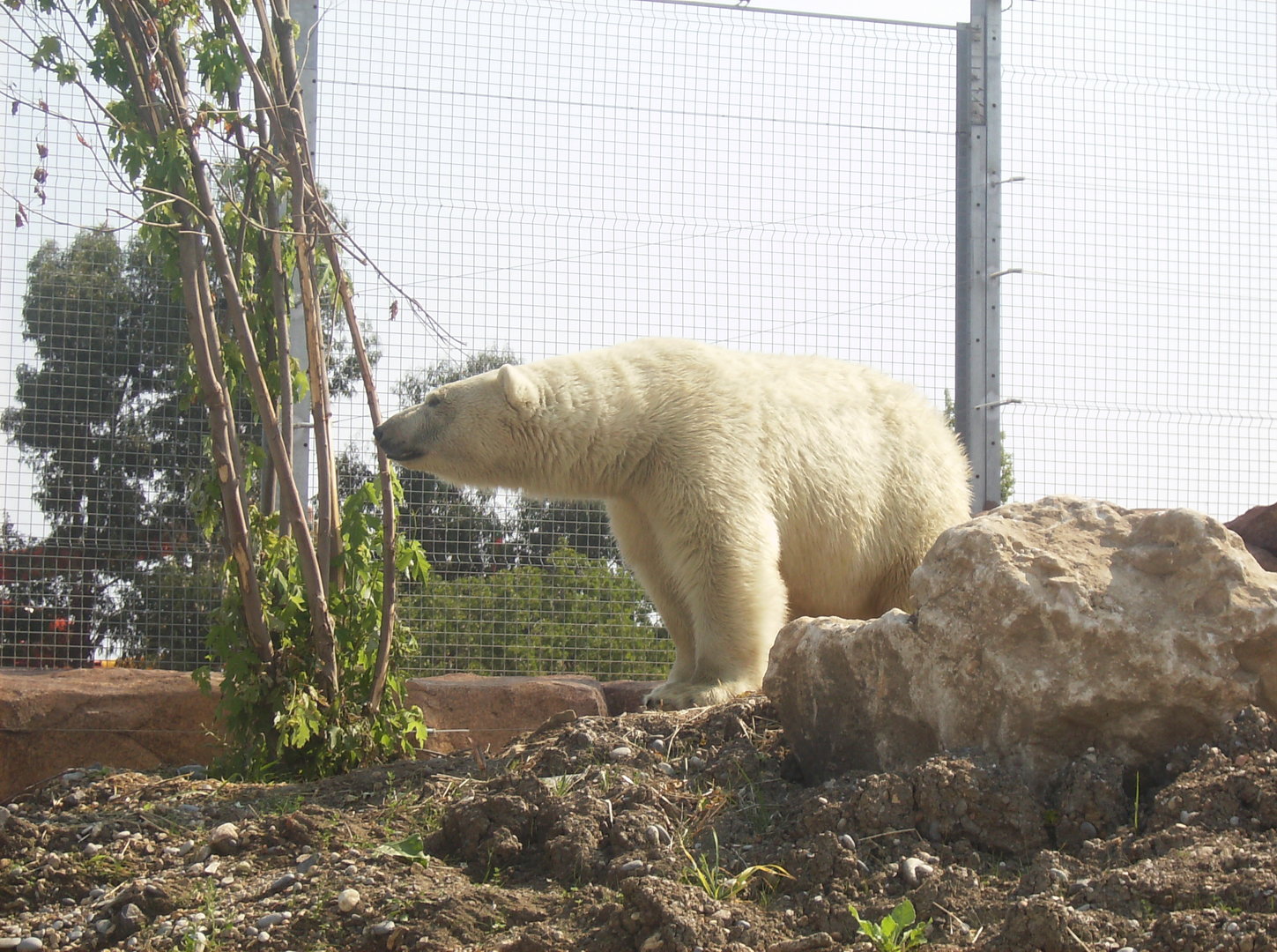 Polar bear - 2010