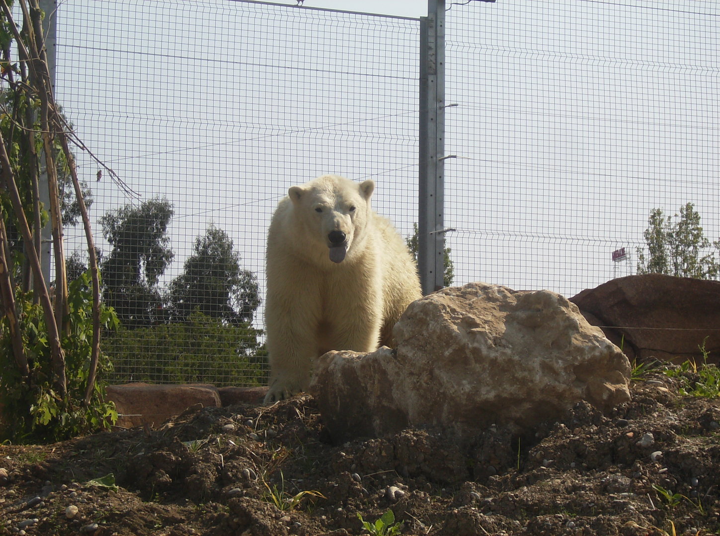 Polar bear - 2010