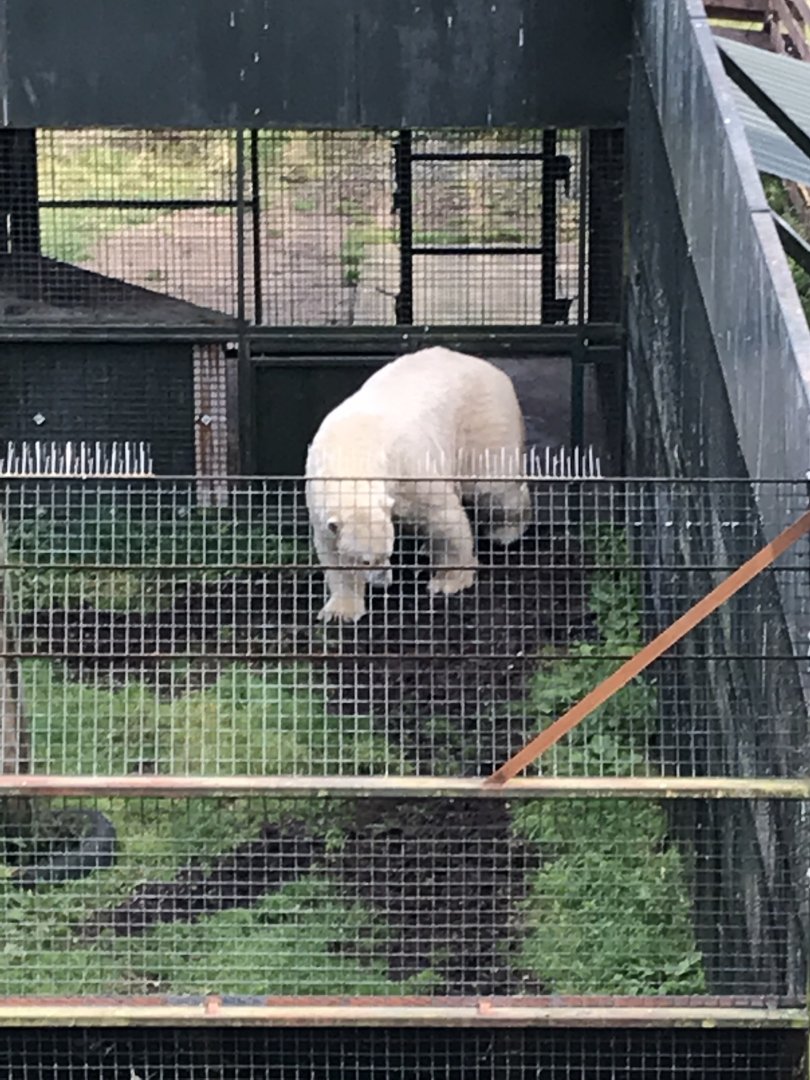 Polar bear (2019)