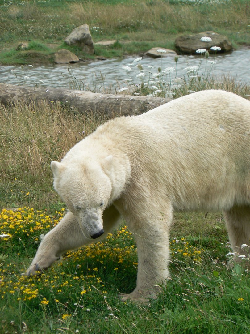 Polar Bear - 21 July 2017