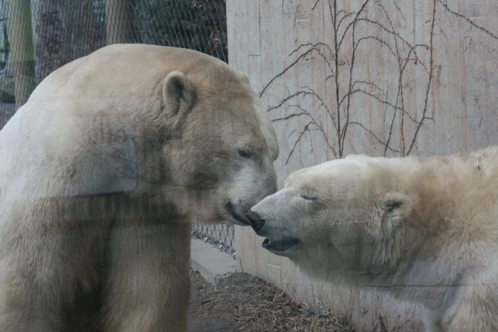 Polar Bear(3/9/2025) Sakari and Luna