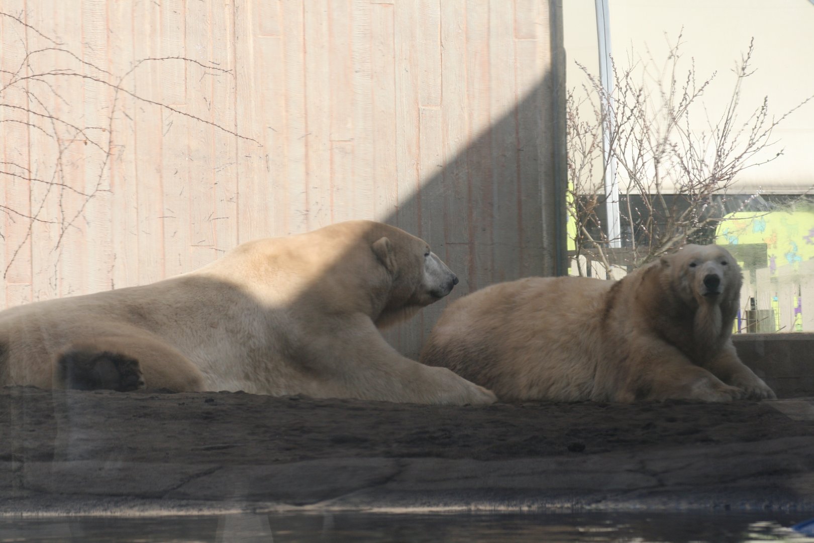 Polar Bear(3/9/2025)