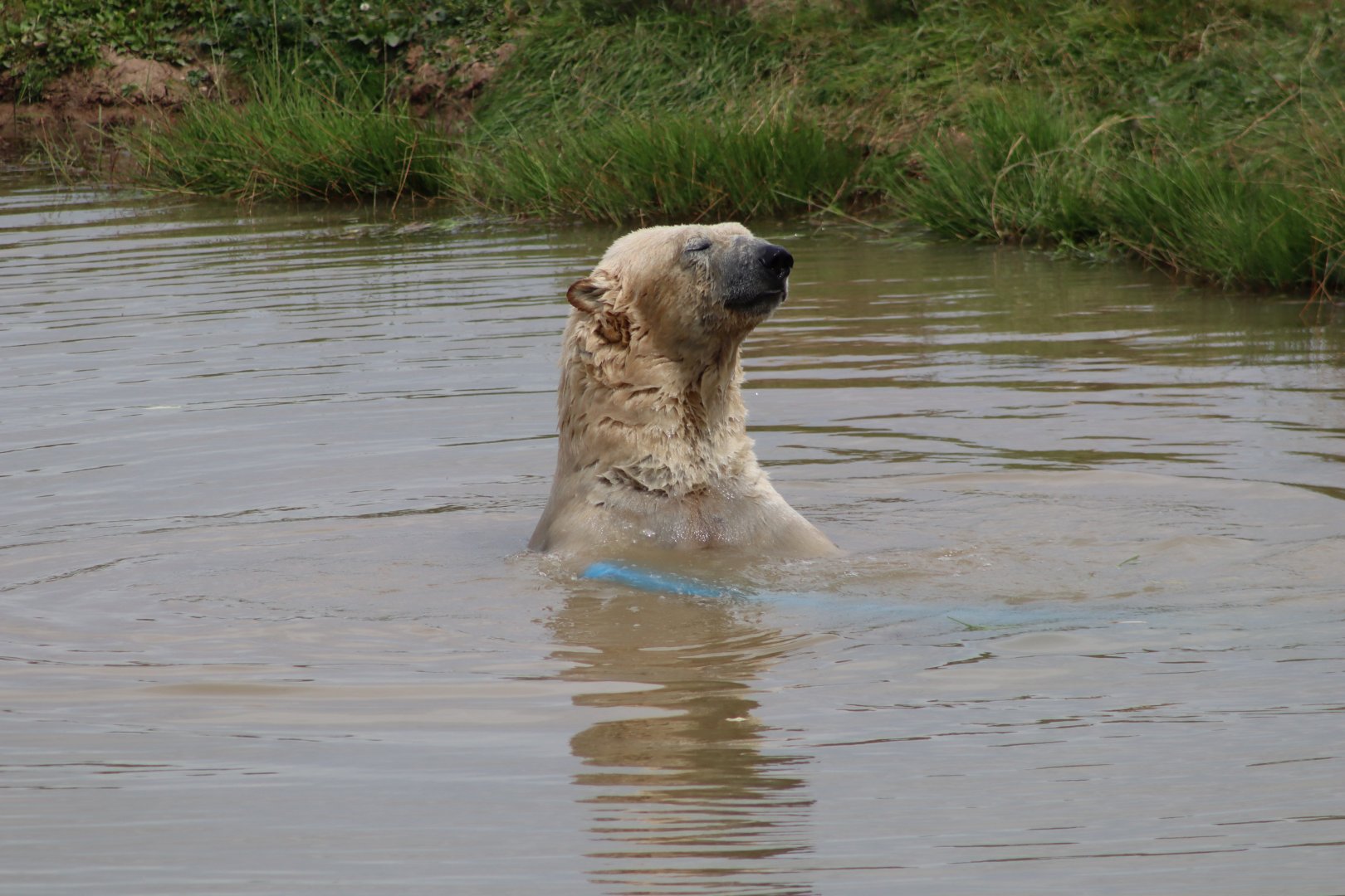 Polar Bear - 30 July 2020