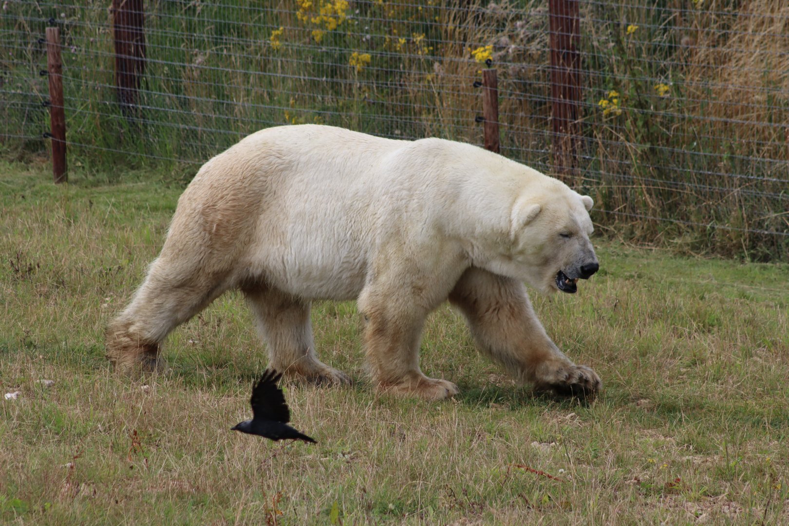 Polar Bear - 30 July 2020
