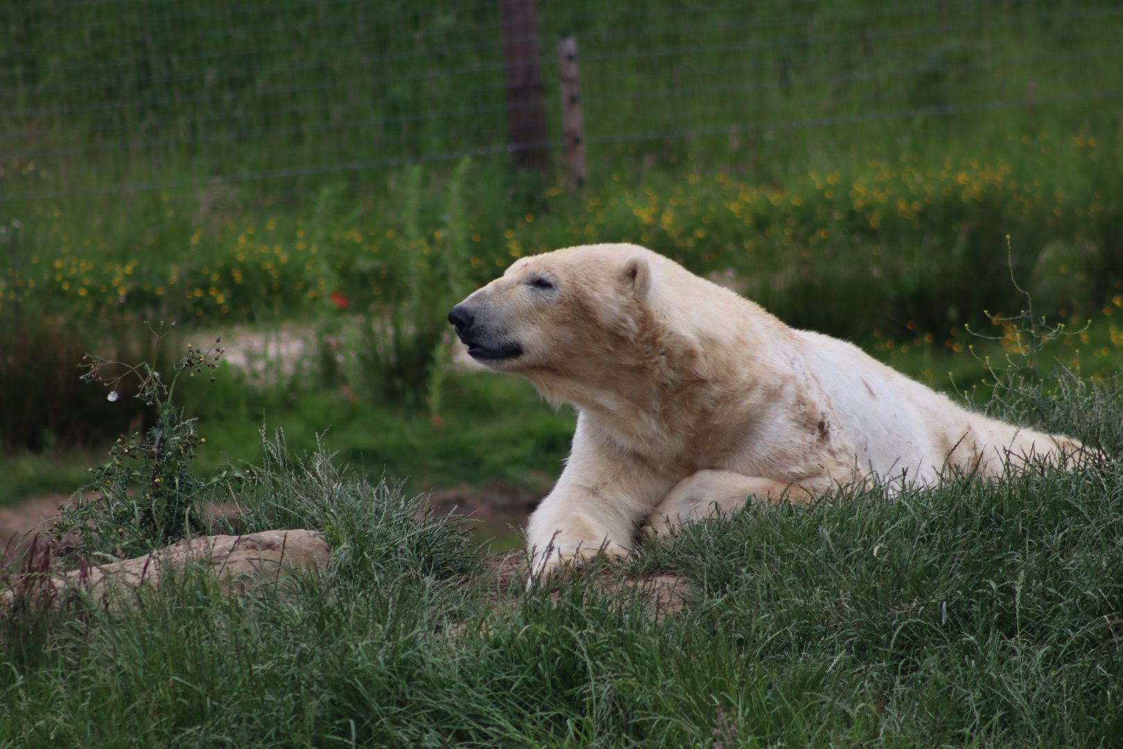 Polar bear - 4 June 2022