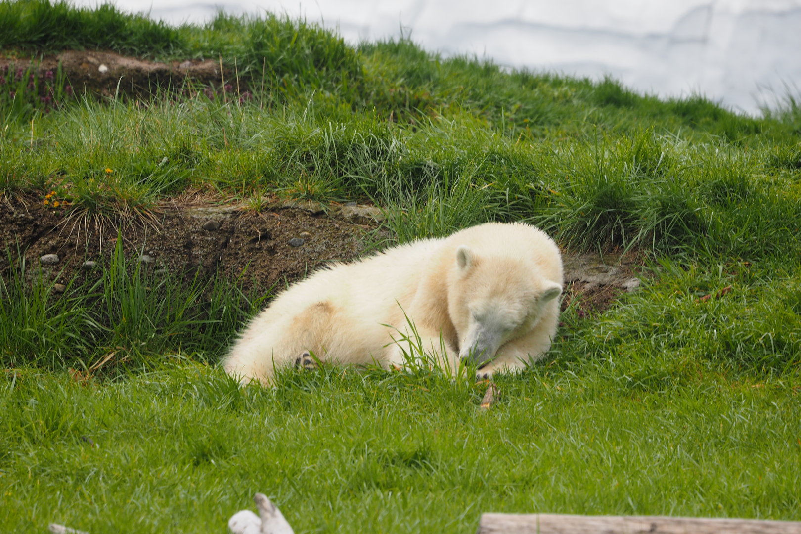 Polar Bear 4