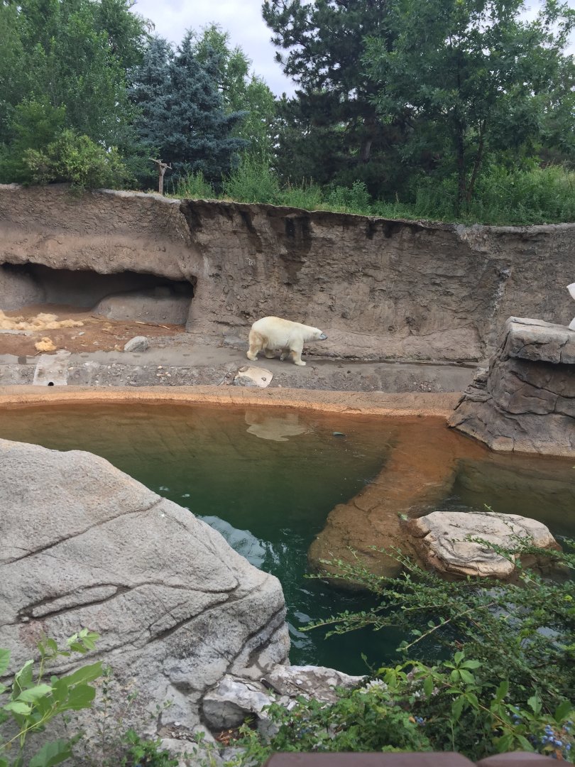 Polar Bear 6-23-2017