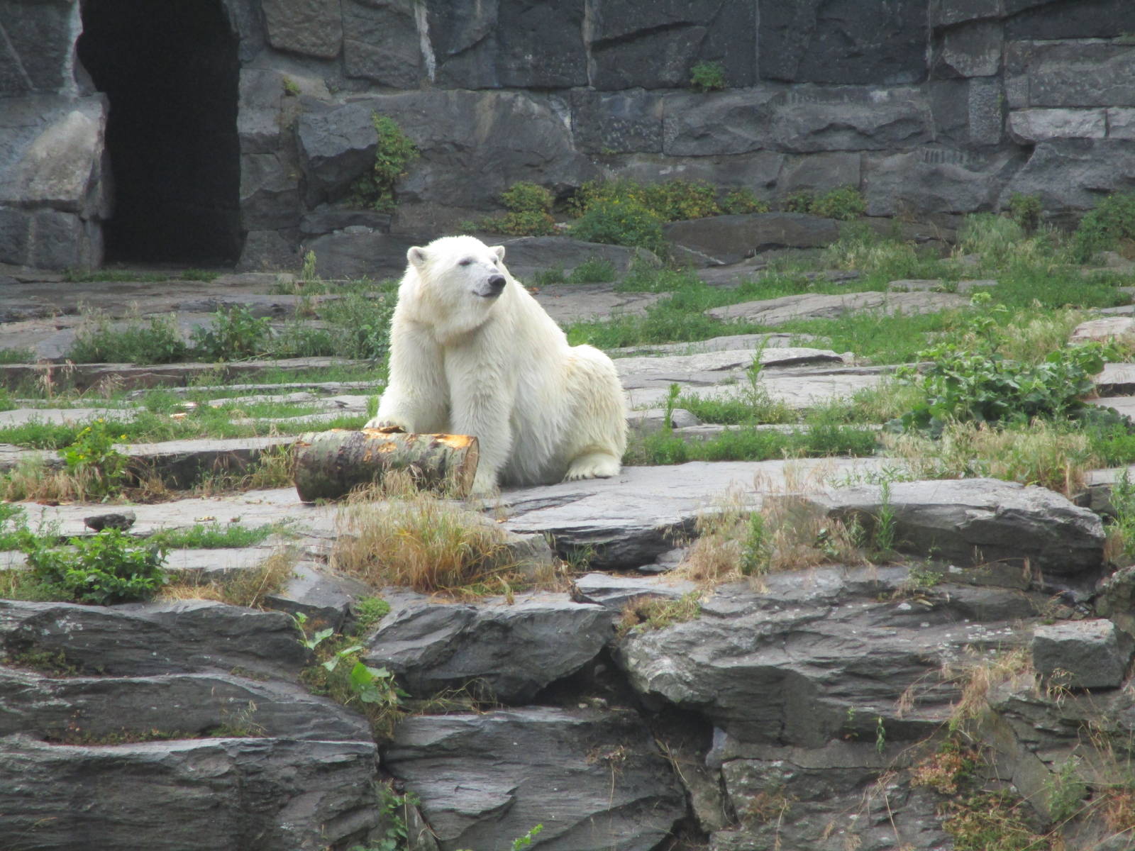 Polar Bear - 6/7/15