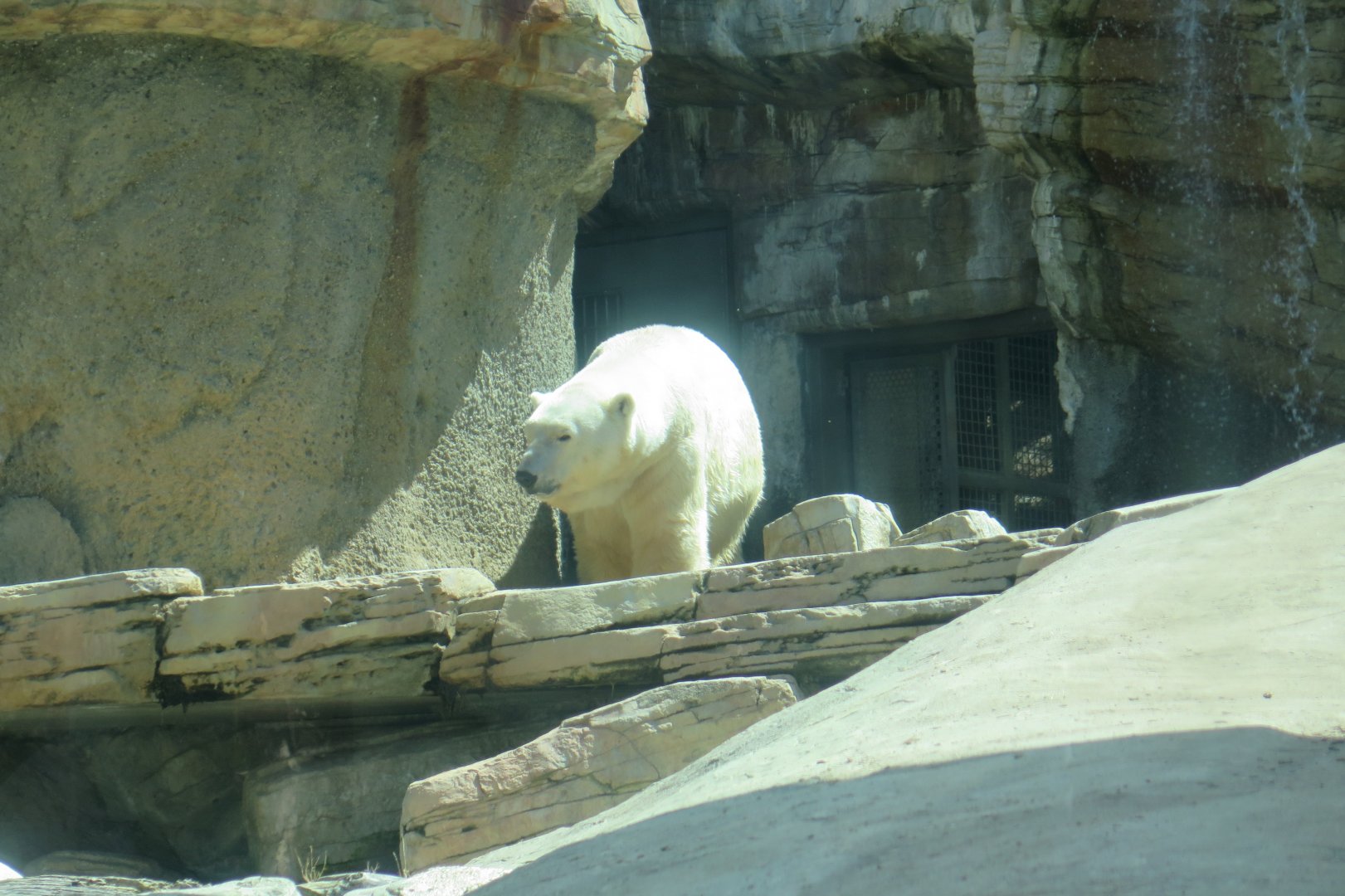 Polar Bear(8/23/2024)