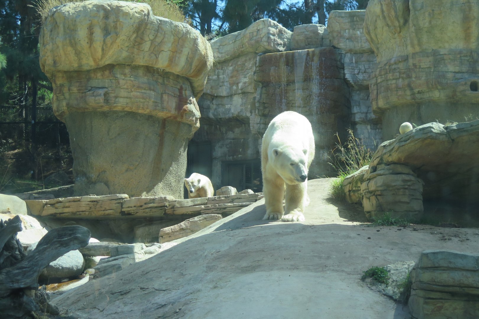 Polar Bear(8/23/2024)