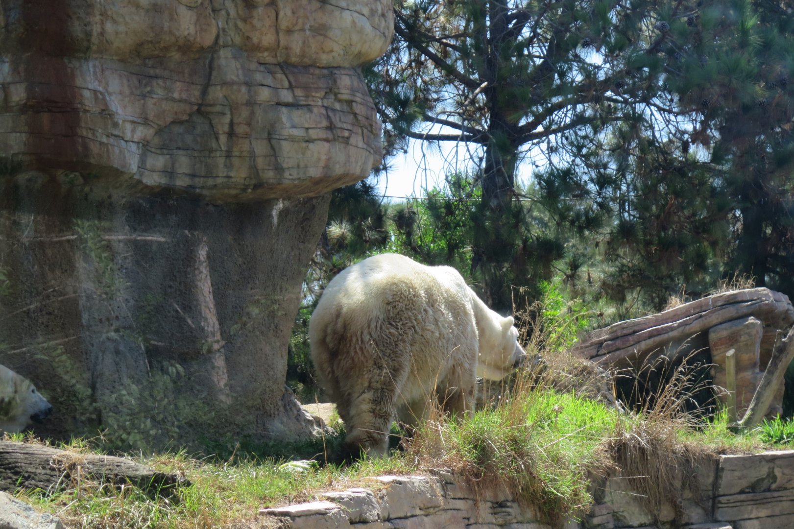 Polar Bear(8/23/2024)