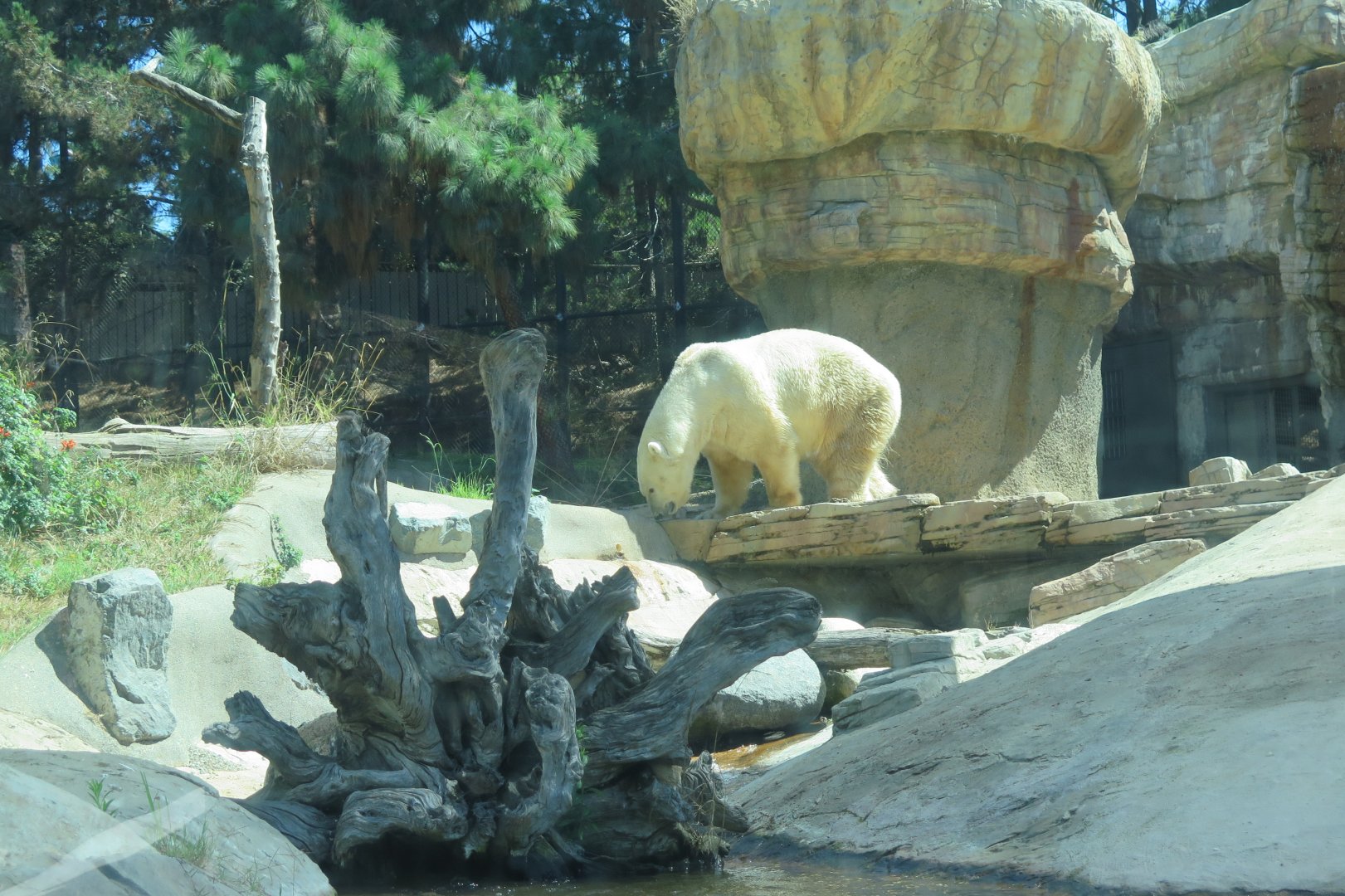 Polar Bear(8/23/2024)