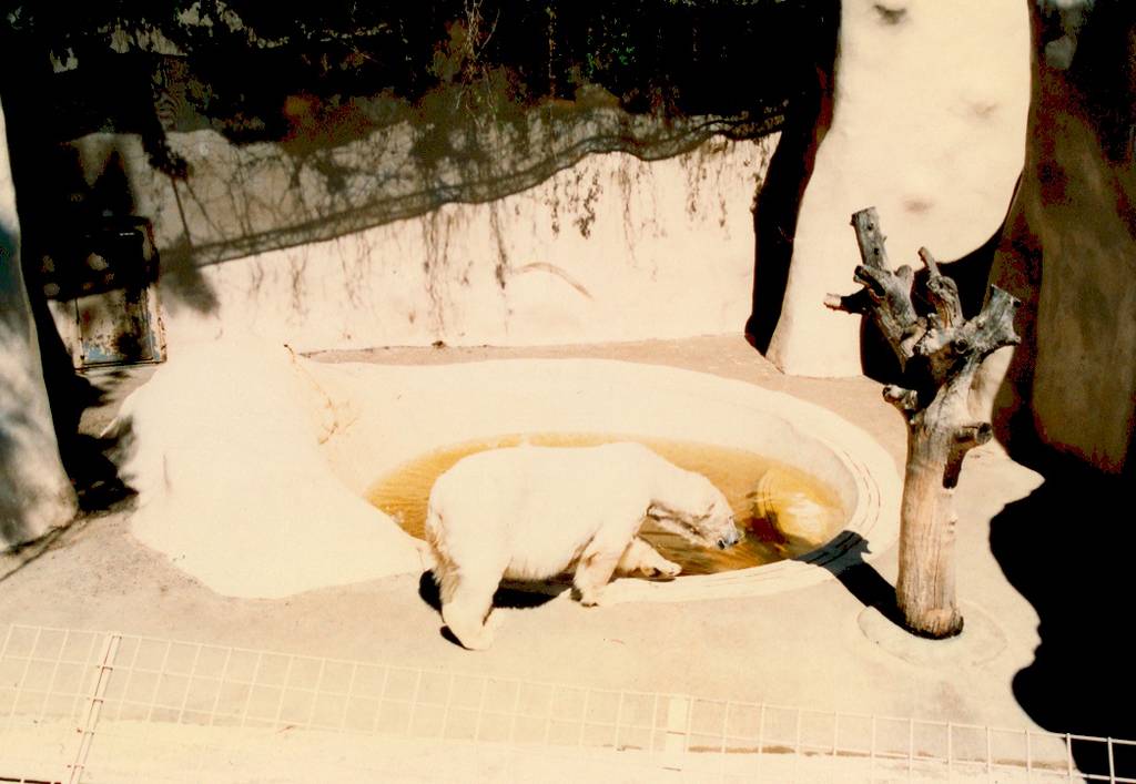 Polar bear, Adelaide Zoo, approx. 1986