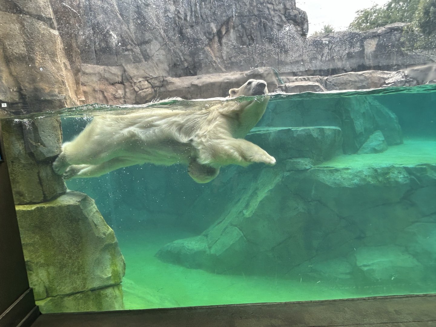 Polar Bear- Amelia Gray