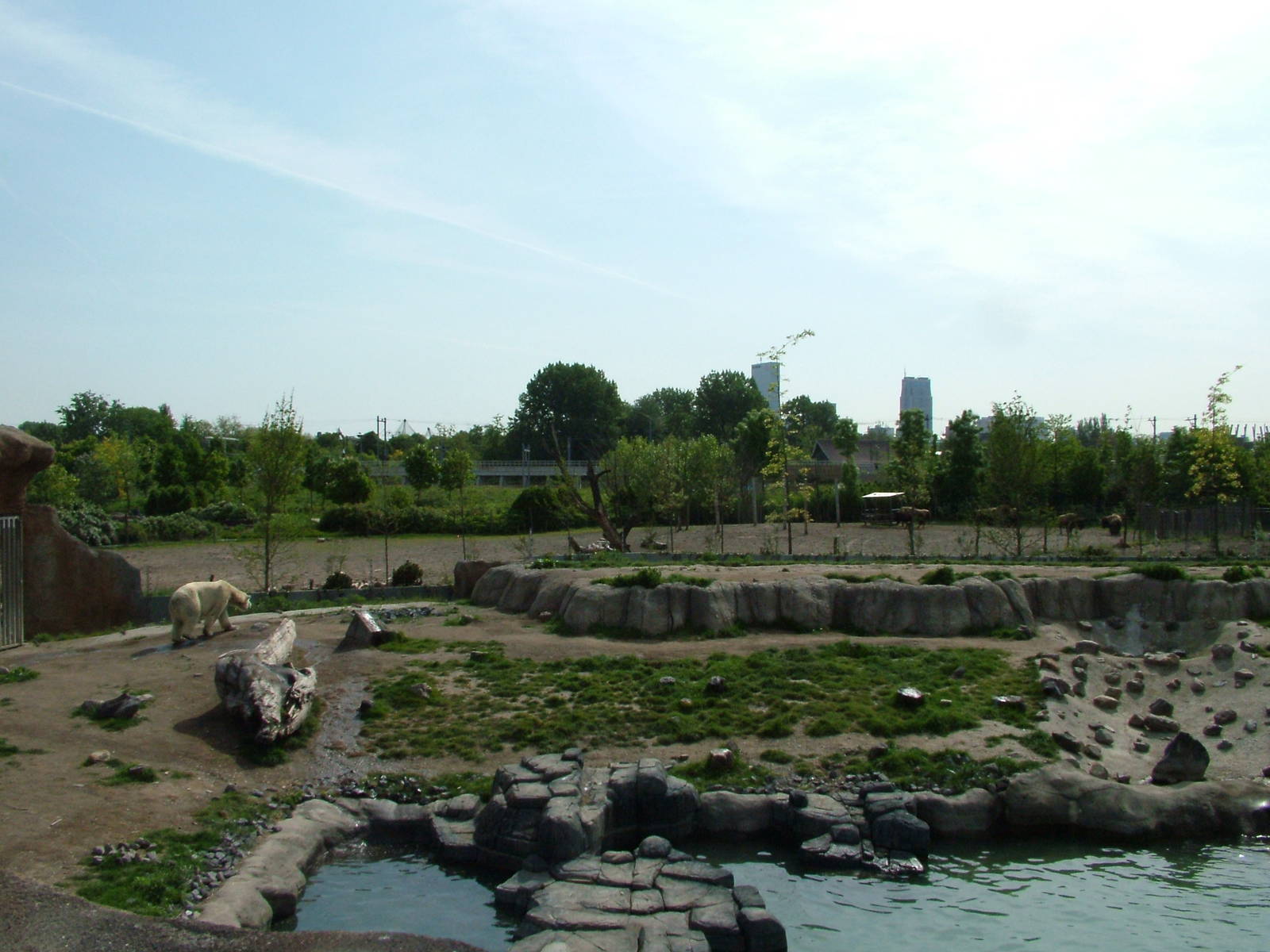 Polar Bear and American Bison at Rotterdam 10/05/09