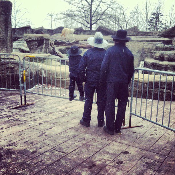 polar bear and amish