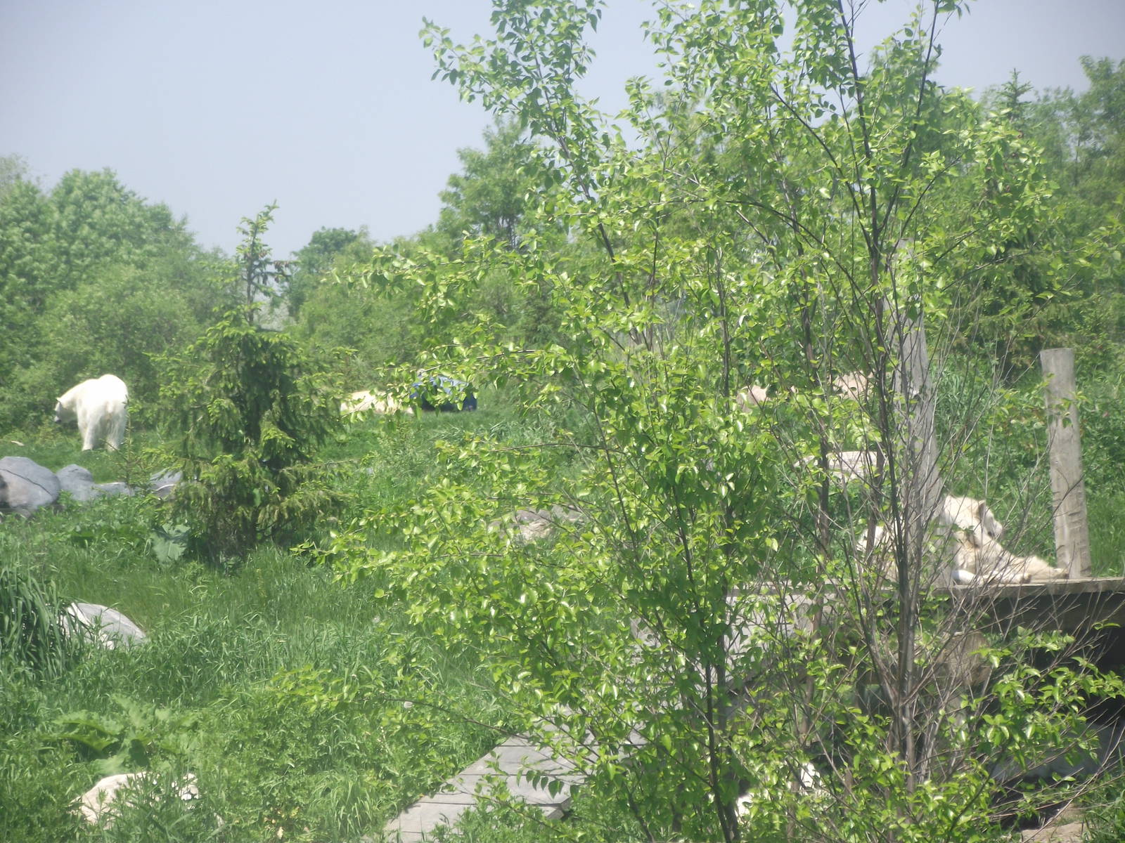 Polar Bear and Arctic Wolves