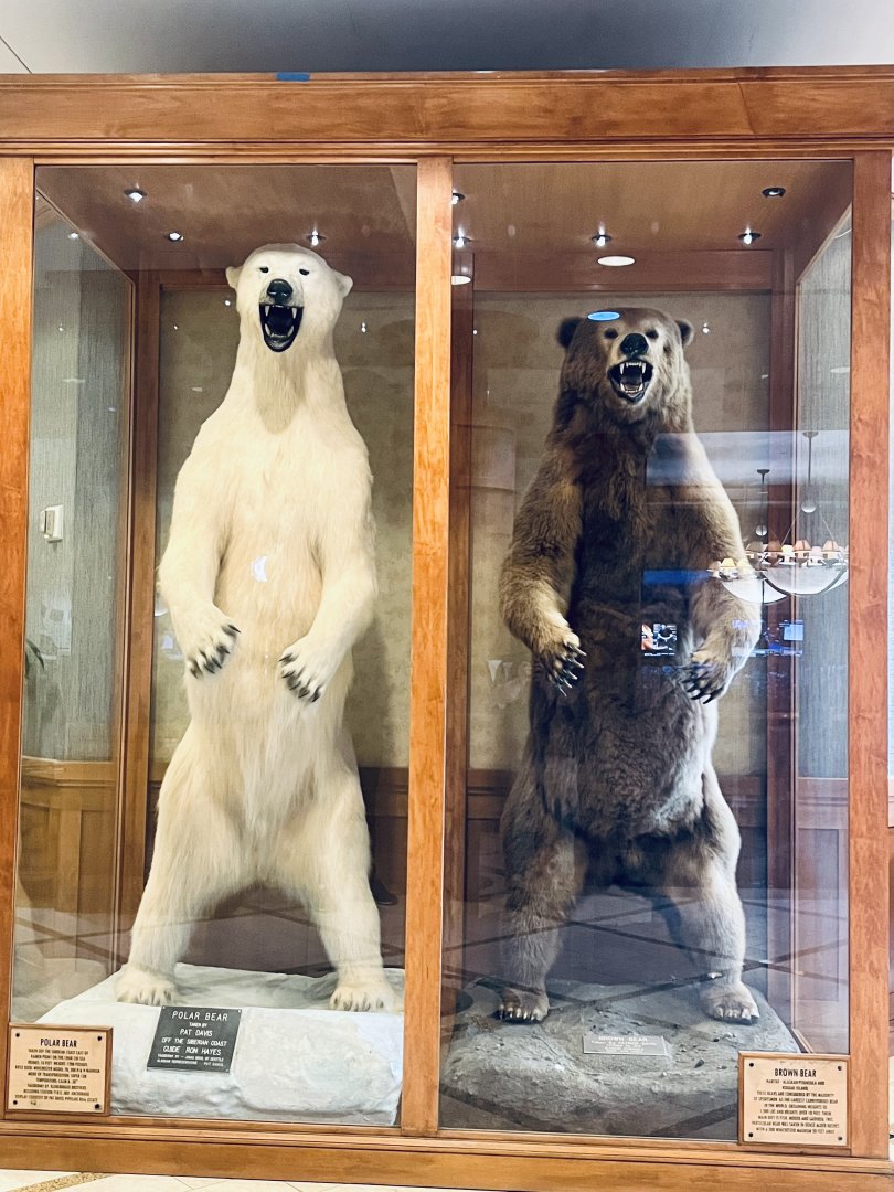 Polar Bear and Brown Bear display - Hilton Anchorage