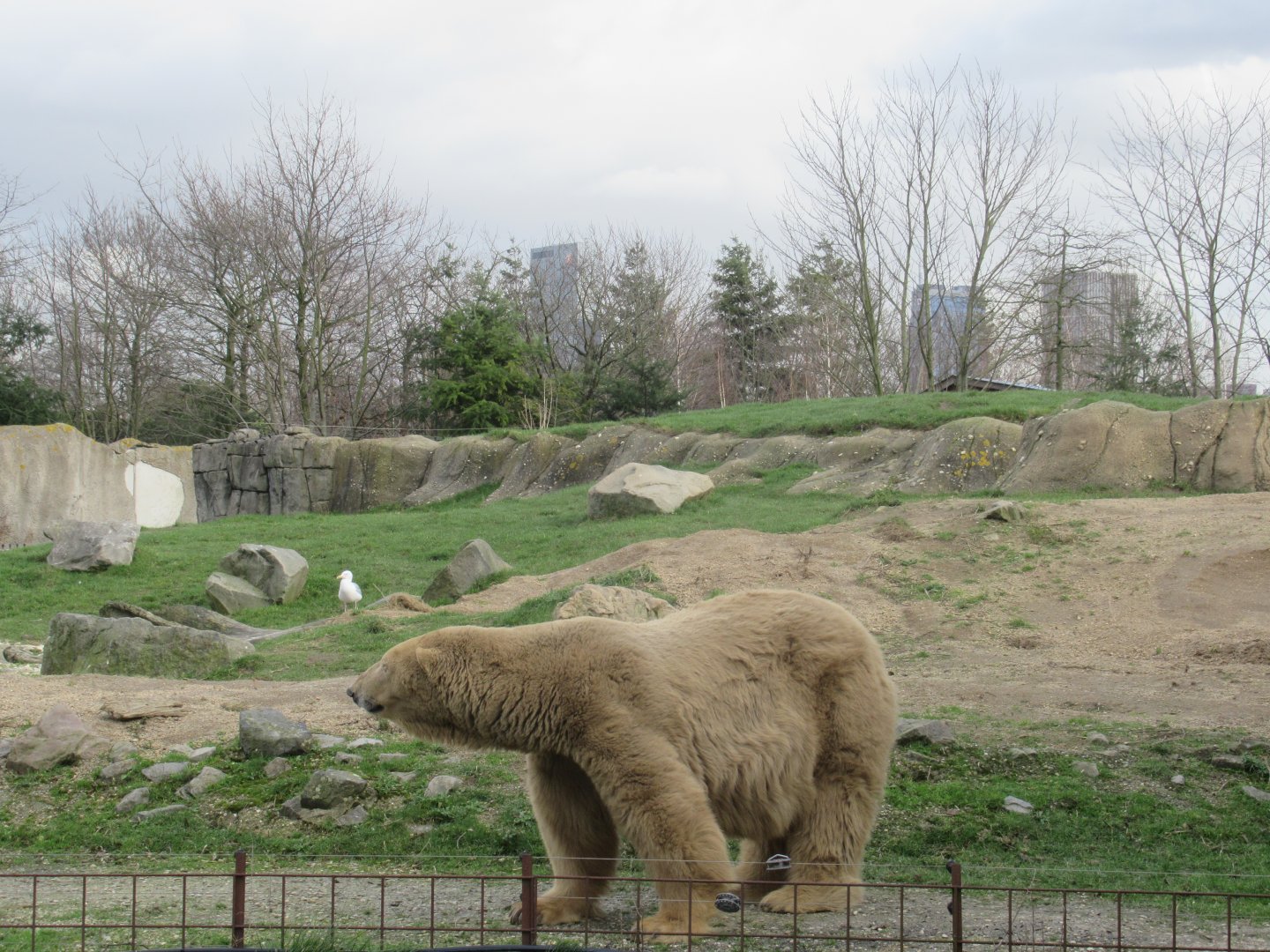 Polar Bear and city skyline