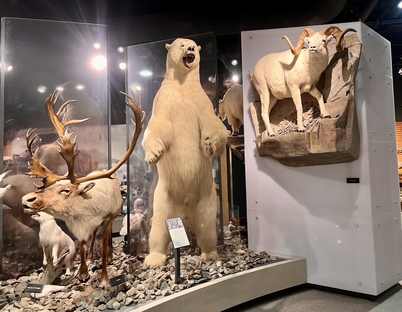 Polar Bear and Dall Sheep