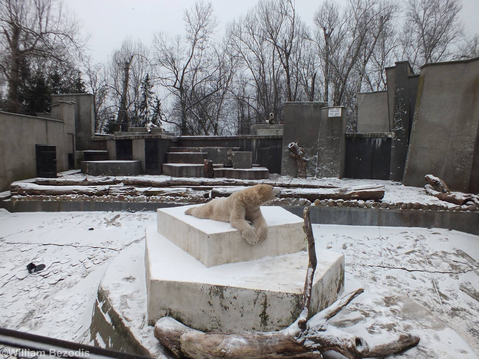 Polar Bear and Enclosure