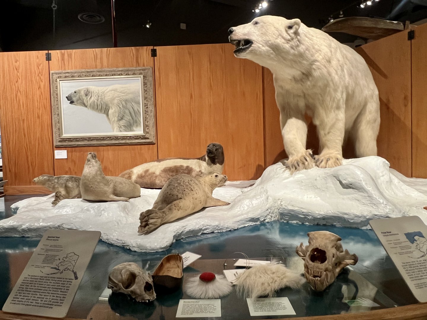 Polar Bear and Ice Seals