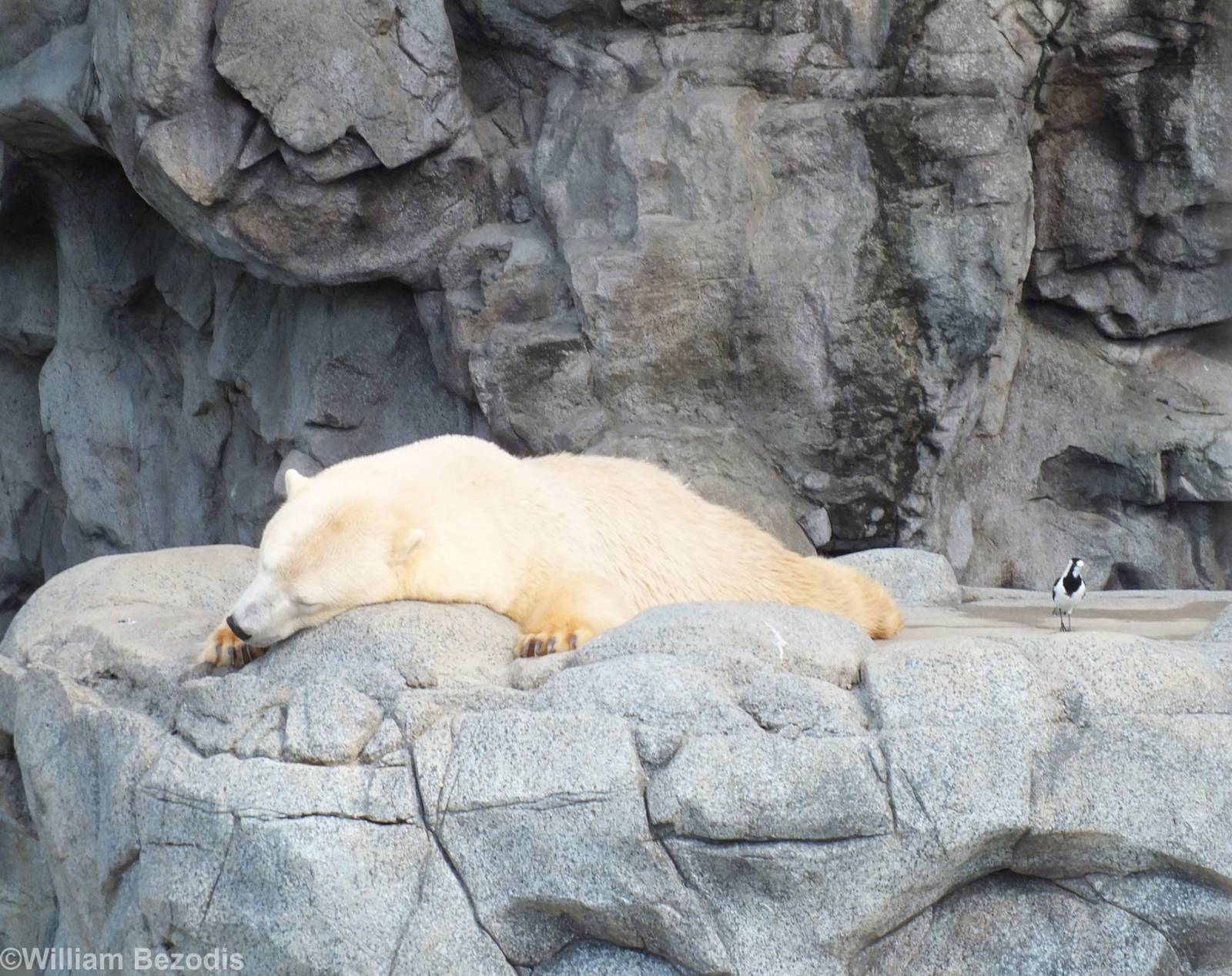 Polar Bear and Magpie-lark