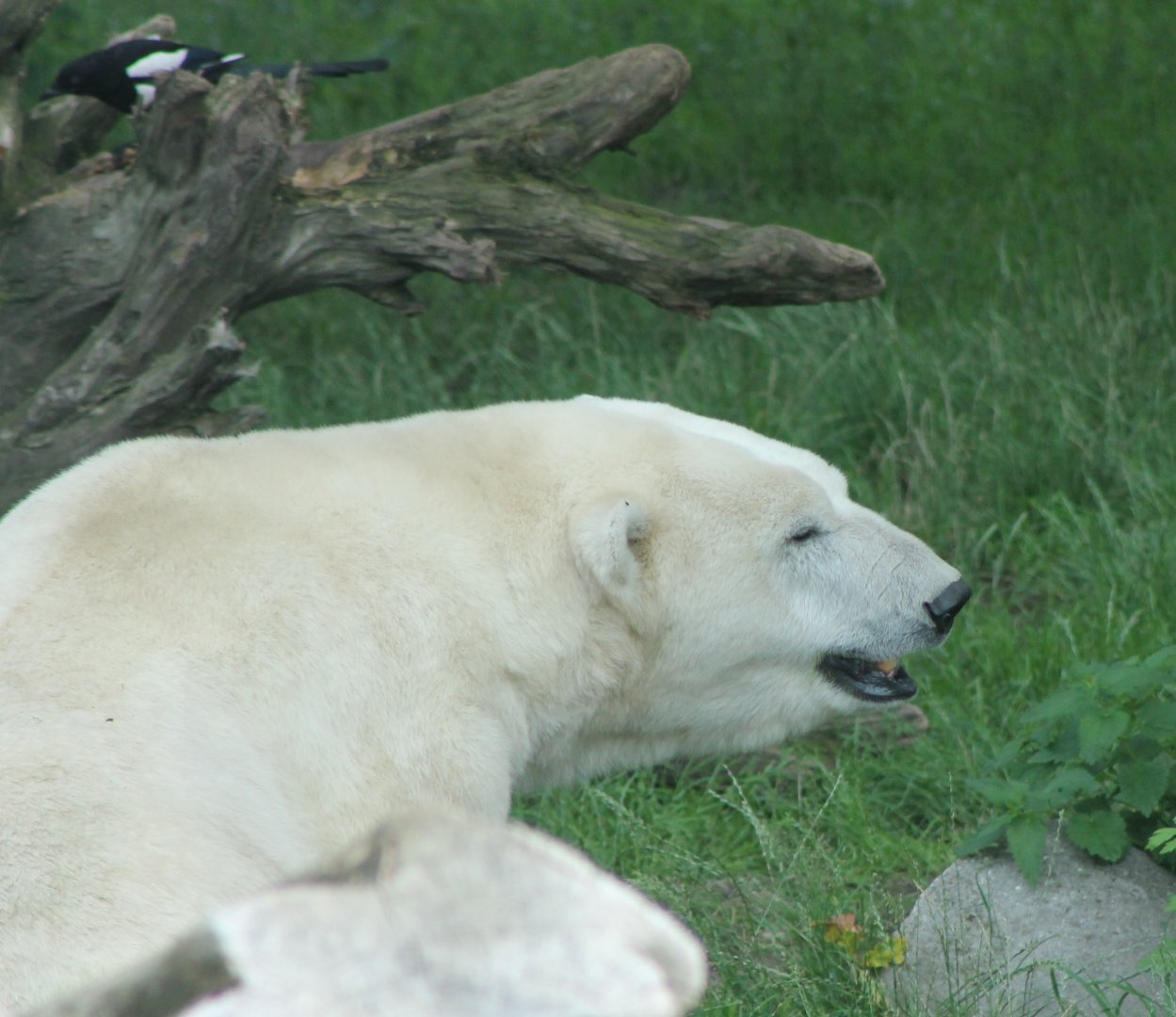 Polar bear and magpie