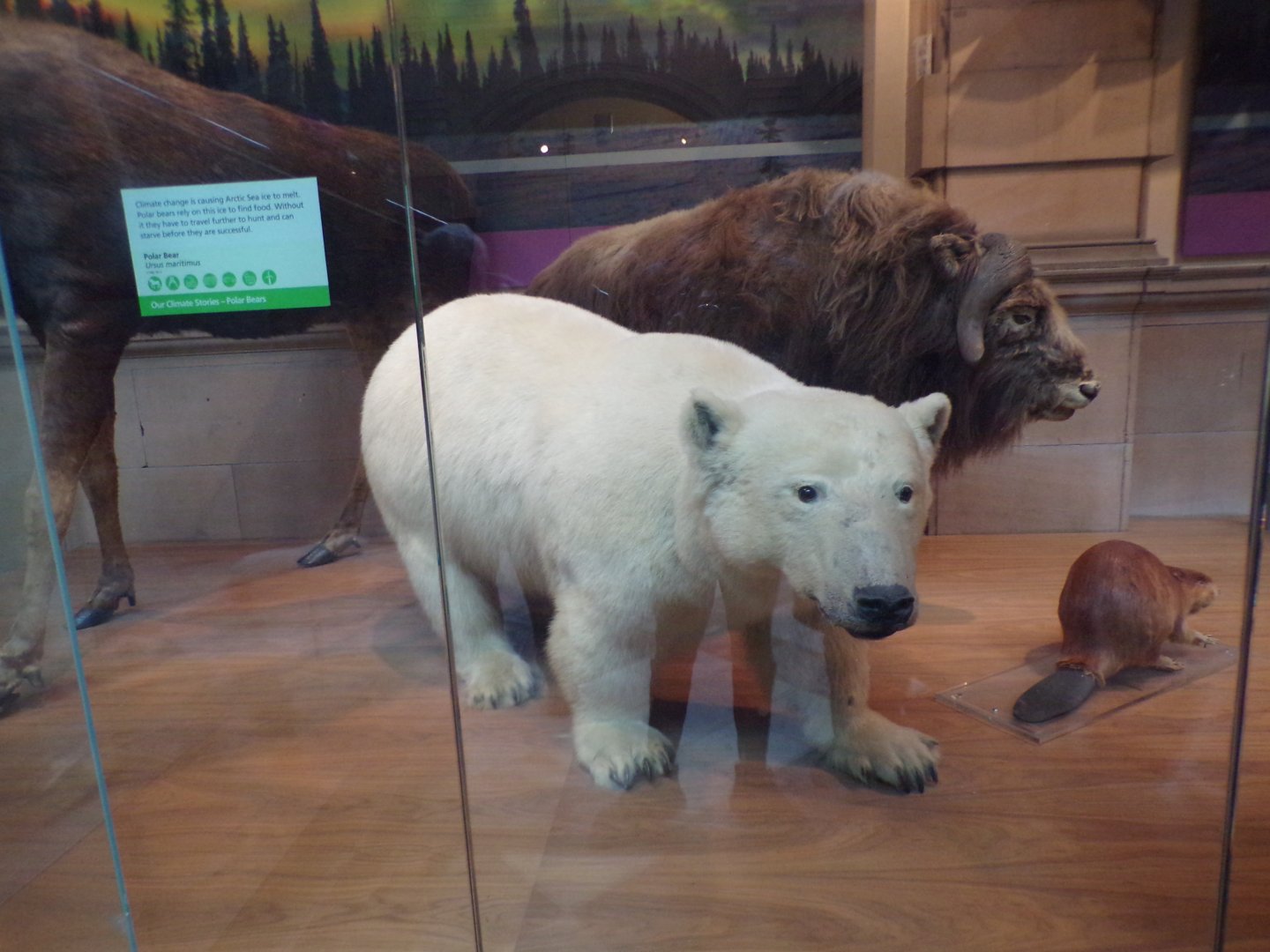 Polar bear and muskox (taken in Kelvingrove museum) 12.2.24