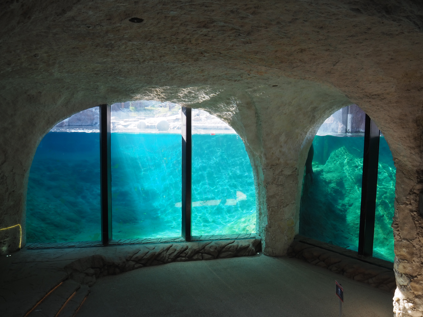 Polar bear and Pacific walrus underwater viewing area, 2020-09-02