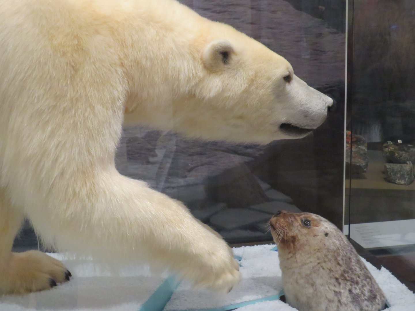 Polar bear and ringed seal